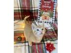 Adopt JOEY a Domestic Shorthair (short coat) cat in Calimesa, CA (36343817)