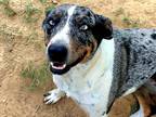 Adopt Lola a Merle Catahoula Leopard Dog / Mixed dog in Johnston, RI (36269498)
