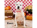 Adopt Blanco a White - with Tan, Yellow or Fawn Mixed Breed (Medium) / Mixed dog