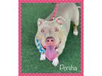 Adopt PORSHA a Tricolor (Tan/Brown & Black & White) Pit Bull Terrier / Mixed dog