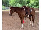 Super nice all around gelding