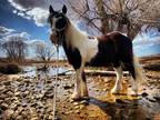 Family Friendly Gypsy Vanner Gelding