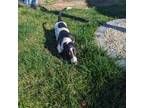 Basset Hound Puppy for sale in Jerome, ID, USA