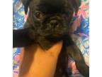 Pug Puppy for sale in New Smyrna Beach, FL, USA