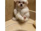 Pomeranian Puppy for sale in Warren, MI, USA