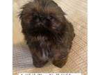 Shih Tzu Puppy for sale in Nashville, TN, USA