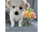 Maltipoo Puppy for sale in Monroe, NC, USA