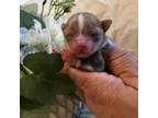 Chihuahua Puppy for sale in Hampton, VA, USA