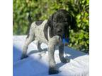 German Shorthaired Pointer Puppy for sale in Oroville, CA, USA