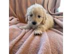 Mutt Puppy for sale in Mayville, MI, USA