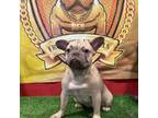 French Bulldog Puppy for sale in Hollywood, FL, USA