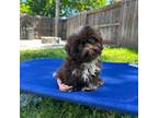 Shih Tzu Puppy for sale in Lathrop, CA, USA