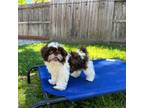 Shih Tzu Puppy for sale in Lathrop, CA, USA