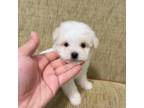 Maltese Puppy for sale in Montebello, CA, USA