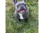 French Bulldog Puppy for sale in Joliet, IL, USA