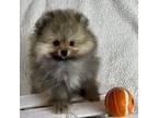 Pomeranian Puppy for sale in Redding, CA, USA