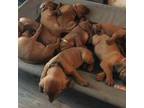 Redbone Coonhound Puppy for sale in Indianapolis, IN, USA