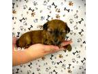 Yorkshire Terrier Puppy for sale in Winnsboro, LA, USA