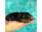 Yorkshire Terrier Puppy for sale in Winnsboro, LA, USA