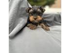 Yorkshire Terrier Puppy for sale in Dundalk, MD, USA