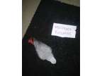 Intelligent Talking - African Grey - Available