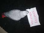 Baby African Grey Parrot - Available