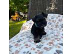 Schnauzer (Miniature) Puppy for sale in Gainesville, TX, USA