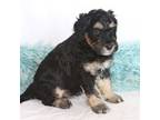 Aussiedoodle Puppy for sale in Rhinelander, WI, USA