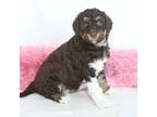 Aussiedoodle Puppy for sale in Rhinelander, WI, USA