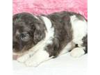 Aussiedoodle Puppy for sale in Rhinelander, WI, USA