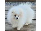 Pomeranian Puppy for sale in Hillsdale, MI, USA