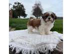 Shih Tzu Puppy for sale in Villa Park, IL, USA