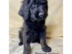 Mutt Puppy for sale in Peyton, CO, USA