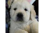 Golden Retriever Puppy for sale in Walnutport, PA, USA