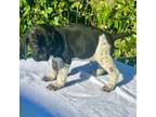 German Shorthaired Pointer Puppy for sale in Oroville, CA, USA