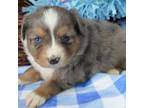 Miniature Australian Shepherd Puppy for sale in Portland, OR, USA