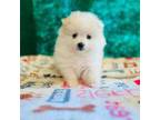 Pomeranian Puppy for sale in Holden, MO, USA