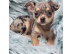 Chihuahua Puppy for sale in Lincoln City, OR, USA