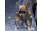 Chihuahua Puppy for sale in Lincoln City, OR, USA