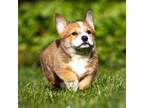 Pembroke Welsh Corgi Puppy for sale in Morgantown, PA, USA