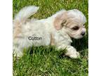 Bichon Frise Puppy for sale in Silex, MO, USA