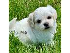Bichon Frise Puppy for sale in Silex, MO, USA