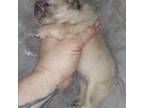 French Bulldog Puppy for sale in Boston, MA, USA