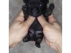 French Bulldog Puppy for sale in Boston, MA, USA