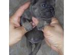 French Bulldog Puppy for sale in Boston, MA, USA