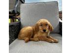 Golden Retriever Puppy for sale in Elkton, KY, USA