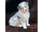 Miniature Australian Shepherd Puppy for sale in Atlanta, GA, USA