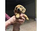 Golden Retriever Puppy for sale in Canoga Park, CA, USA
