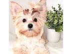 Yorkshire Terrier Puppy for sale in Tampa, FL, USA