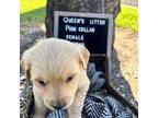 Golden Retriever Puppy for sale in Ontario, CA, USA